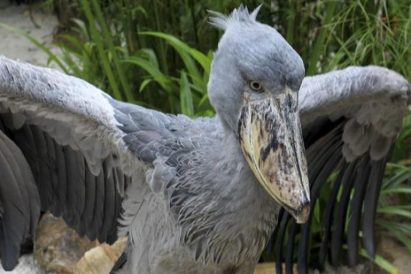 Burung Raksasa Purba